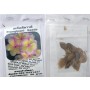 Bi Colour Plumeria Frangipani Kathalichapa Seeds – 5–6 Seeds of Exotic Tropical Beauty