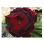 Black Window Adeniums Obesum Plants – Rare Maroon Desert Rose Bonsai with Ceramic Pot | Indoor & Outdoor Ornamental