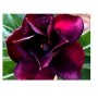 Black Desert Rose Adeniums Obesum Plants – Grafted Maroon Bloom Bonsai with Ceramic Pot | Indoor & Outdoor Ornamental