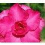 Blooming Eros Adeniums Obesum Plants – Pink Rosy Blooms in Ceramic Pot | Caudiciform Succulent for Home & Garden