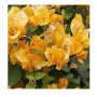 Bougainvillea Golden Flowering Plants – California Gold Vine with Warm Yellow Bracts in Ceramic Pot