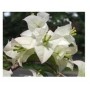 Bougainvillea White Flowering Plants – Elegant Paper Flower Vine with Ceramic Pot