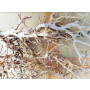 Branches Driftwood – Lightweight Malaysian Driftwood for Shrimp & Nano Tanks
