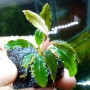 Bucephalandra Phantom Green – Premium Aquatic Plant for Aquascaping & Terrariums (2 PC)