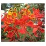 Caesalpinia Pulcherrima Flowering Plants – Vibrant Orange Peacock Flowers in Ceramic Pot