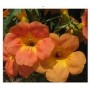 Campsis Grandiflora Flowering Plants – Chinese Trumpet Vine with Vibrant Orange Blooms in Ceramic Pot