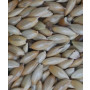Canary Seeds – Premium Imported Bird Feed for Canaries, Finches & Small Birds (1kg Pack)
