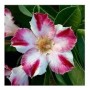 Candy Grafted Adeniums Obesum Plants – Exotic Desert Rose with Ceramic Pot | Indoor & Outdoor Blooming Bonsai