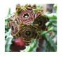 Caralluma Crenulata Succulent Plants – Outdoor Caudiciform with Brown Blooms in Ceramic Pot | Hardy Xeric Survivor