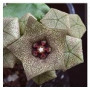 Caralluma Hexagona Succulent Plants – Outdoor Caudiciform with Maroon Blooms in Ceramic Pot | Hardy & Heat-Tolerant
