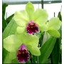 Cattleya Orchids Plants CMB1113