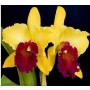 Cattleya Orchids Plants CMB1114