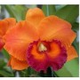 Cattleya Orchids Plants CMB1116