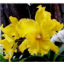 Cattleya Orchids Plants CMB1118