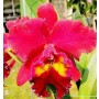 Cattleya Orchids Plants CMB1123