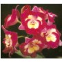 Cattleya Orchids Plants CMB1125