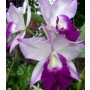 Cattleya Orchids Plants CMB1137