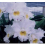 Cattleya Orchids Plants CMB1141