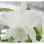 Cattleya Orchids Plants CMB1145