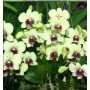 Cattleya Orchids Plants CMB1151