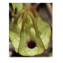Ceropegia Juncea Succulent Plants – Divine Twining Herb with Goglet-Shaped Flowers in Black Pot | Rare Somalata Caudiciform