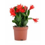 Christmas Cactus Succulent Plants – Festive Red Blooms | Easy-Care Winter Houseplant