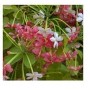 Combretum Indicum Flowering Plants – Rangoon Creeper with Fragrant Red Blooms in Ceramic Pot