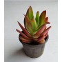 Crassula Campfire Succulent Plants – Bright Red-Green Foliage for Borders, Containers & Rock Gardens