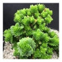 Crassula Estagnol Spiralis Succulent Plants – Spiral-Growing Green Columns in Black Grower Pot | Rare Compact Caudiciform
