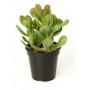 Crassula Ovata Succulent Plants