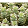 Crassula Perforata Succulent – String of Buttons with Stacked Green Leaves in Ceramic Pot