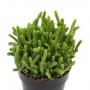 Crassula Muscosa – Watch Chain Succulent | Dense Green Texture for Miniature Gardens & Terrariums