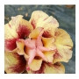 Crimson Ballerina Adeniums Obesum Plants – Cream & Maroon Desert Rose with Ceramic Pot