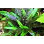 Cryptocoryne Gecko