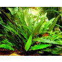 Cryptocoryne Petchii