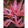 Cryptocoryne Pink PANTHER – Premium Tissue Culture Aquatic Plant for Aquascaping