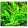 Cryptocoryne Wendtii Green