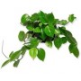 Cupid Peperomia Succulent Plant – Trailing Heart-Shaped Leaves, Easy Indoor Care, Compact Growth
