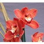 Cymbidium Orchid Plants CMB1027