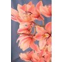 Cymbidium Orchid Plants CMB1029