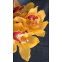 Cymbidium Orchid Plants CMB1036