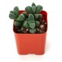 Delosperma Lehmannii Succulent Plants 