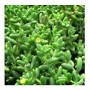 Delosperma Pruinosum Succulent Plants – Shrubby Green Foliage with Translucent Hairs in Ceramic Pot | Yellow Blooming Groundcover