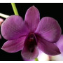 Dendrobium Orchid Plants DMB1050