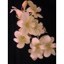 Dendrobium Orchid Plants DMB1052