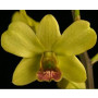 Dendrobium Orchids Plants DMB1359