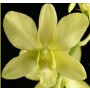 Dendrobium Orchids Plants DMB1362