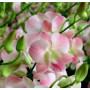 Dendrobium Orchids Plants DMB1363