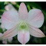 Dendrobium Orchids Plants DMB1365