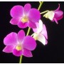 Dendrobium Orchids Plants DMB1378